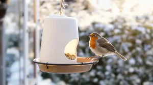 Arrêtez de jeter ce petit pot en plastique : il devient la mangeoire préférée des oiseaux cet hiver
