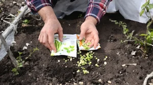 Ces deux légumes du potager à semer avant fin avril : en mai, la récolte est déjà compromise