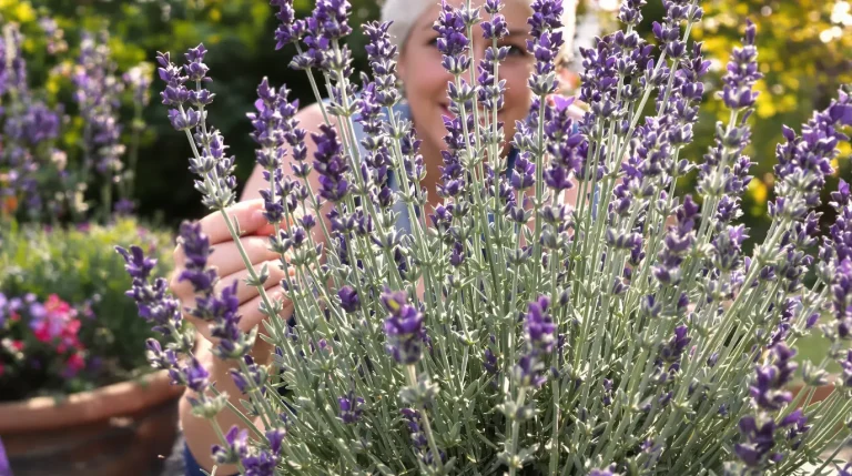 Les meilleurs jardiniers attendent ce signal pour tailler la lavande en avril : la floraison sera plus belle