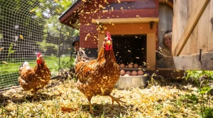 Mes poules pondent deux fois plus depuis que j’ai ajouté ce petit aliment à leur gamelle en avril