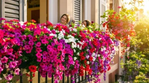Mieux que les géraniums : cette plante aux fleurs abondantes s’impose sur les balcons