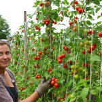 Tomates : cette technique verticale des maraîchers remplace les tuteurs et sauve la récolte