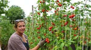 Tomates : cette technique verticale des maraîchers remplace les tuteurs et sauve la récolte