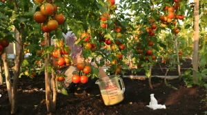 Tomates plus grosses et plus savoureuses : ajoutez 3 cuillères de ce produit à l’eau, voici pourquoi